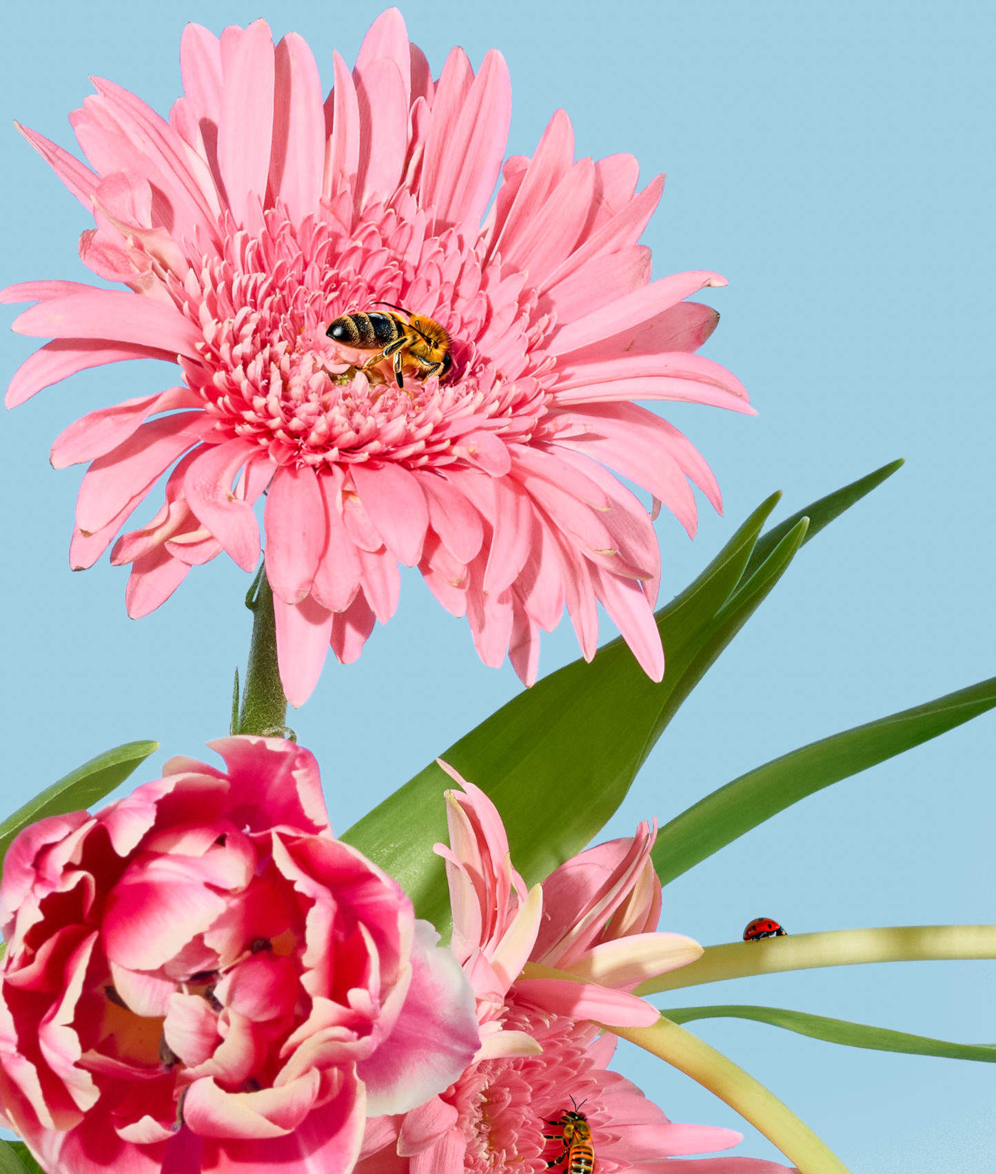 Flowers and Insects